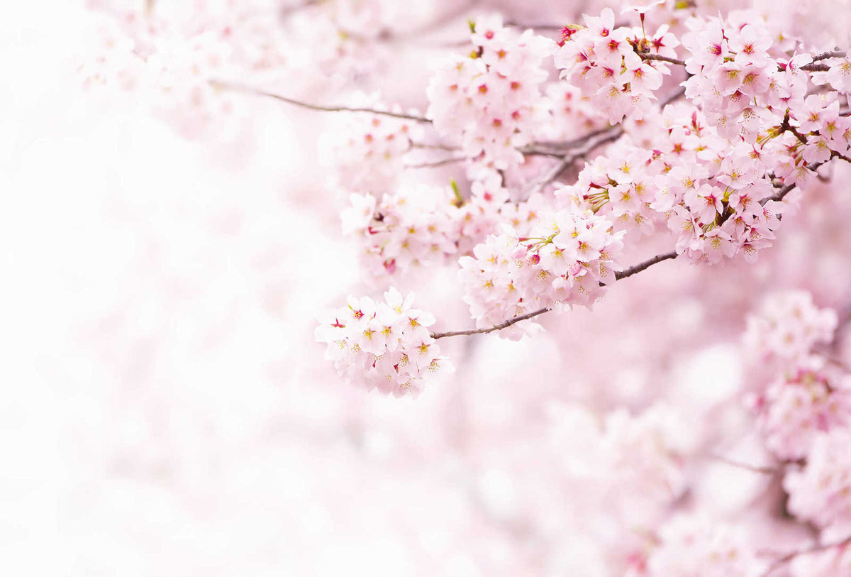 Fotomural Photo wallpaper pink flowers - pink, white - DD Motive 2