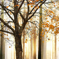 Fotomural XXL 3 - Baum Detail