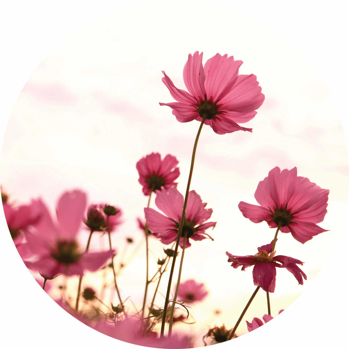 Fotomural Round mural pink cosmos on the field - DD Motive 2