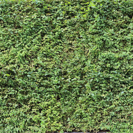Fotomural AP Digital 3 - Grüne Hecke