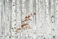 Fotomural Photo wallpaper white birch forest - white, grey, brown - DD Motive 2