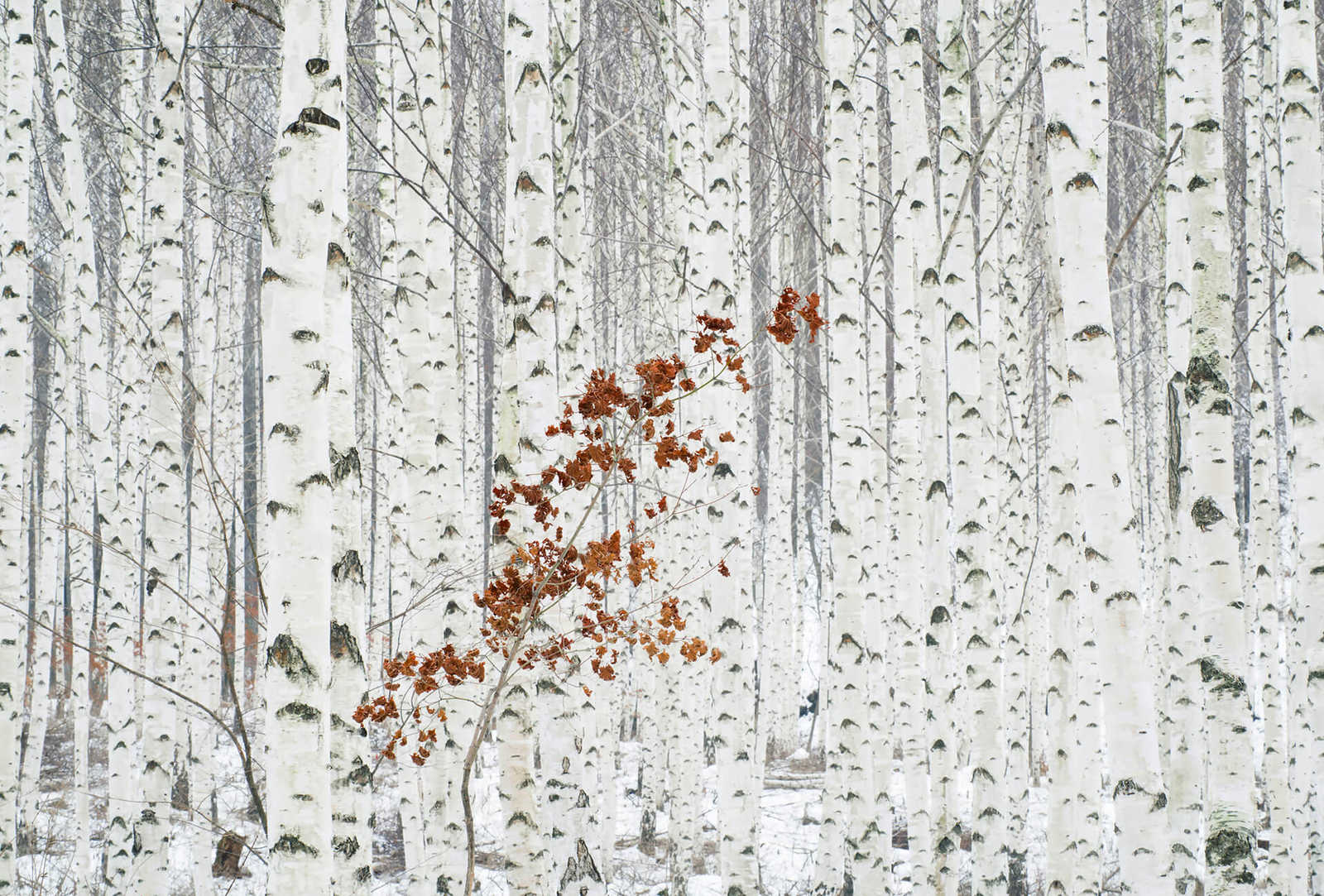 Fotomural Photo wallpaper white birch forest - white, grey, brown - DD Motive 2