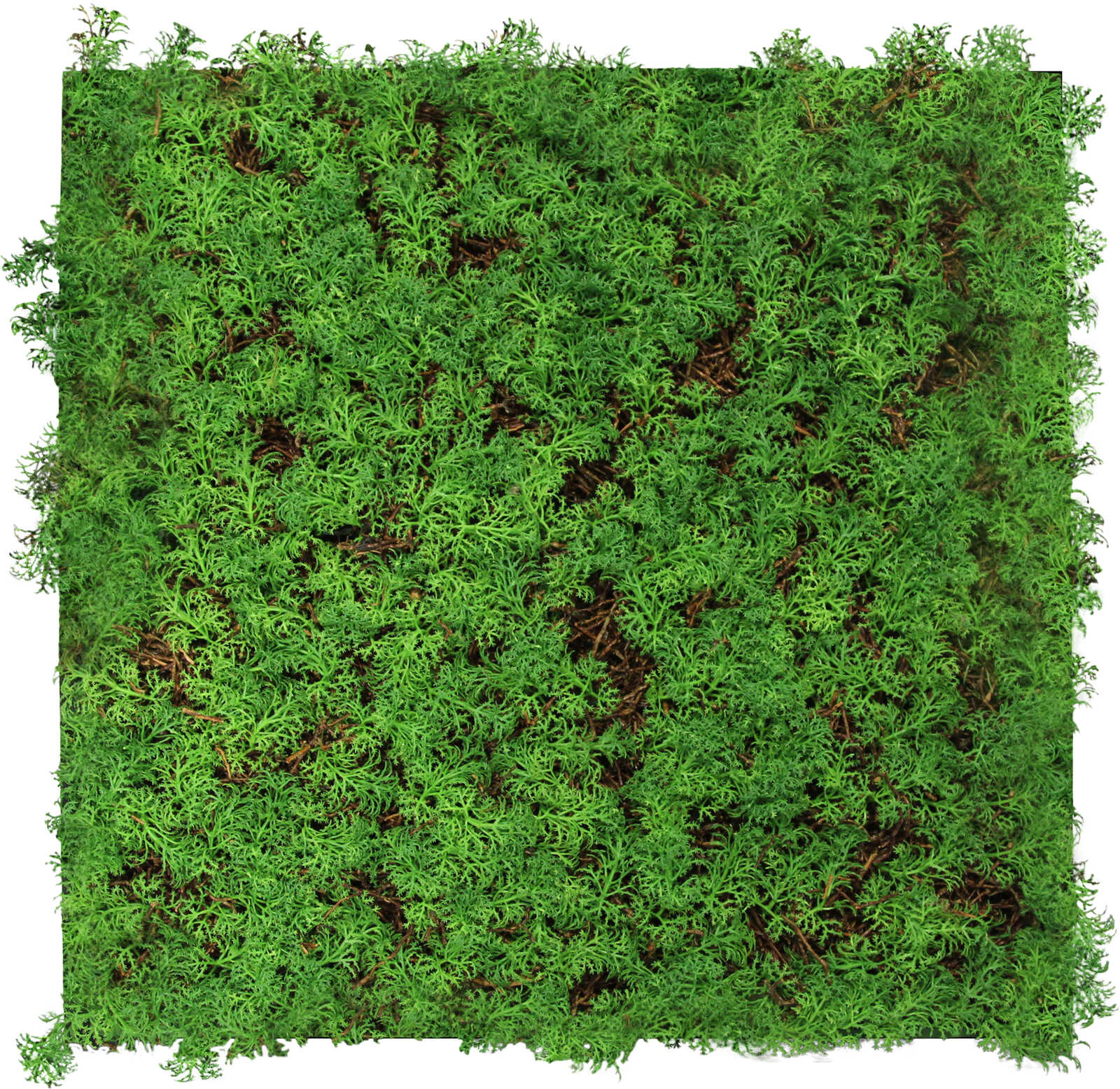 Panel Modular Wall - Thuja Tea Tree 52 x 52 x 6 cm (13668-0) - Imagen 2
