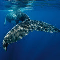 Fotomural XXL 2 - Whale Fin