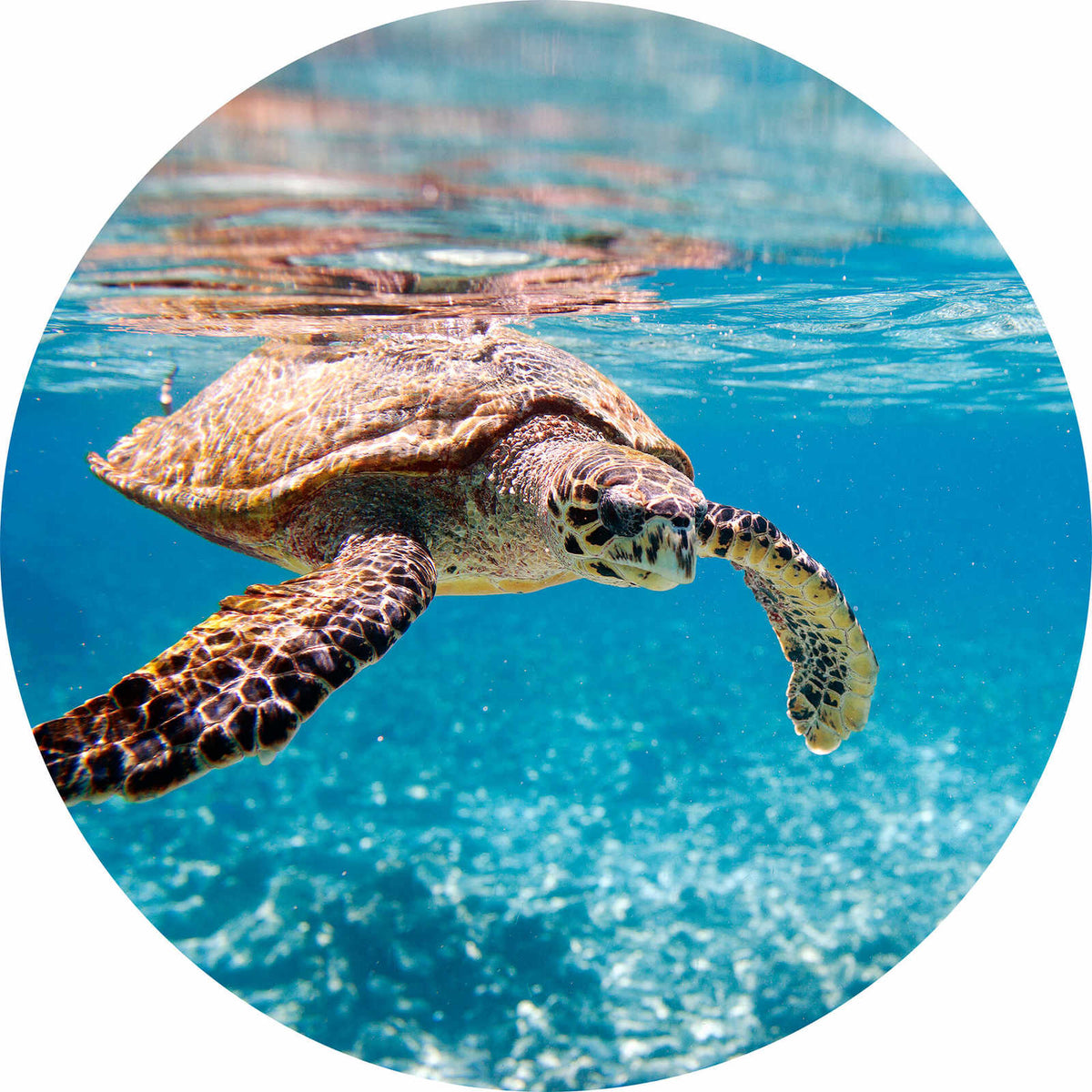 Fotomural Photo wallpaper round turtle under water - DD Motive 2