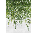 Fotomural Photo wallpaper Hanging Plants - Green, Grey - DD Motive 2