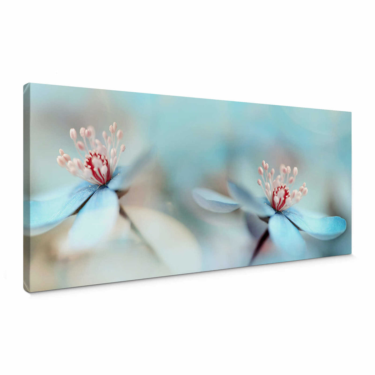 Cuadro lienzo Panorama Flores en blanco y rosa by Westum