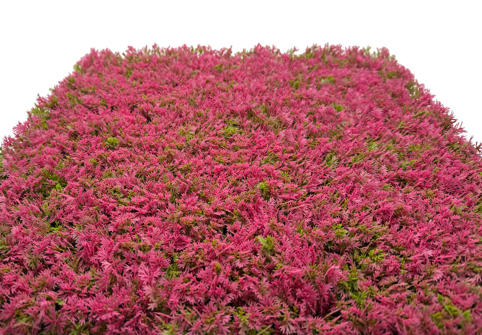 Panel Flora de Diseno Pink Design Grass - Modular Wall - Foto 4