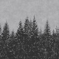 Fotomural Walls by Patel - Drawing style fir forest mural - grey, black