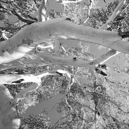Fotomural Treetop - black and white deciduous tree & sky mural - AP Digital 1