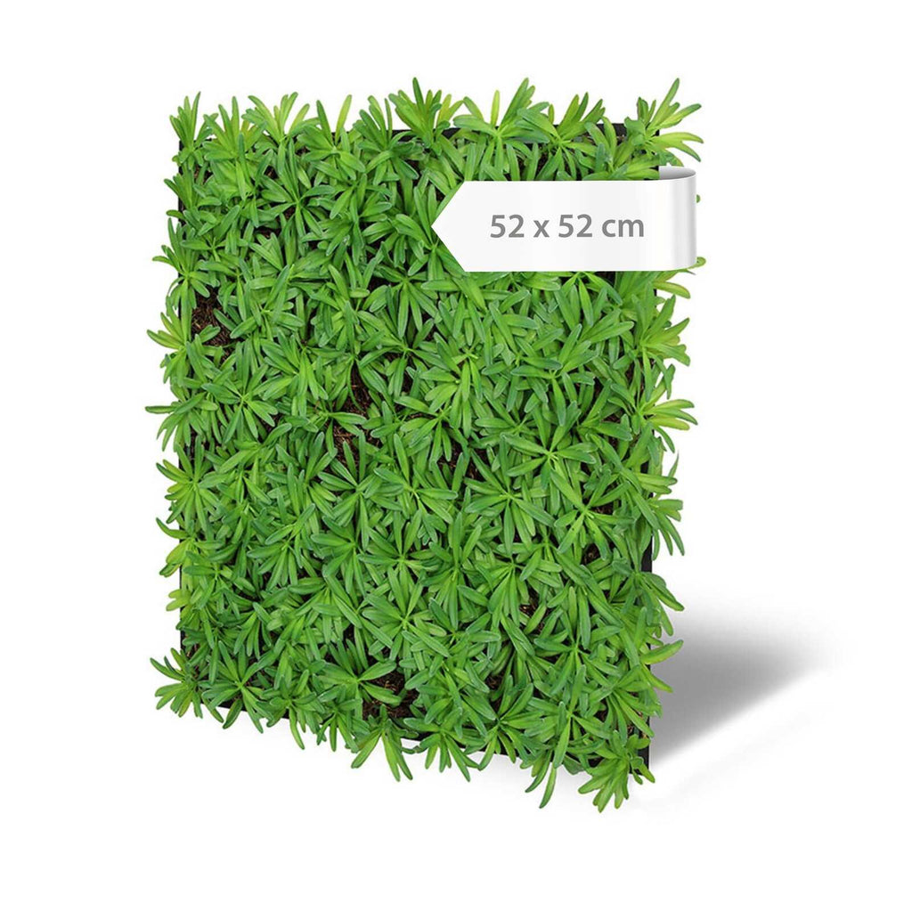 Panel Vegetal Podocarpus Tea Tree - Modular Wall - Foto 6
