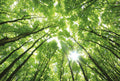 Fotomural DD Motive 2 - Sunny Forest