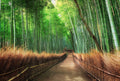 Fotomural DD Motive 2 - Bamboo Grove K