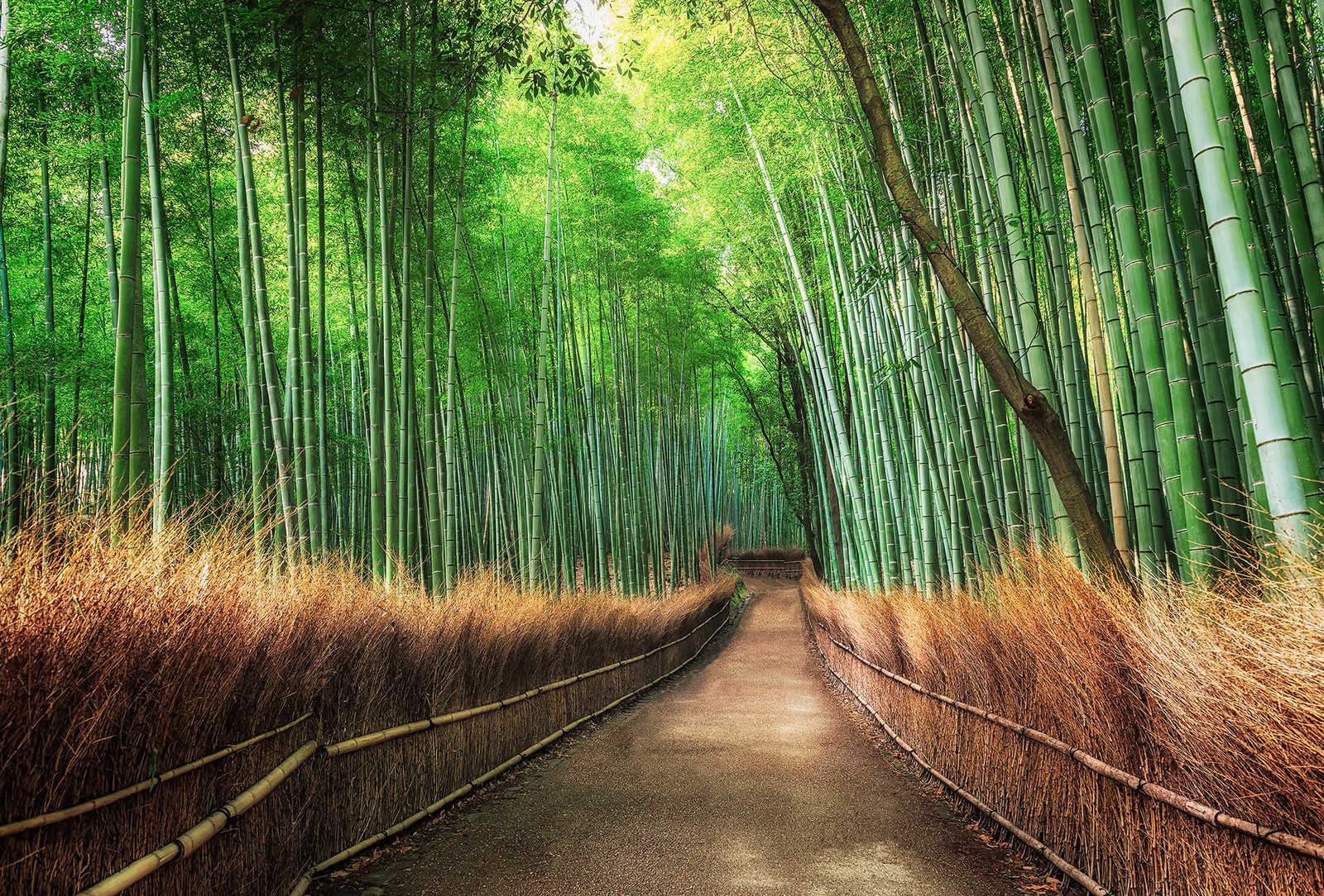 Fotomural DD Motive 2 - Bamboo Grove K