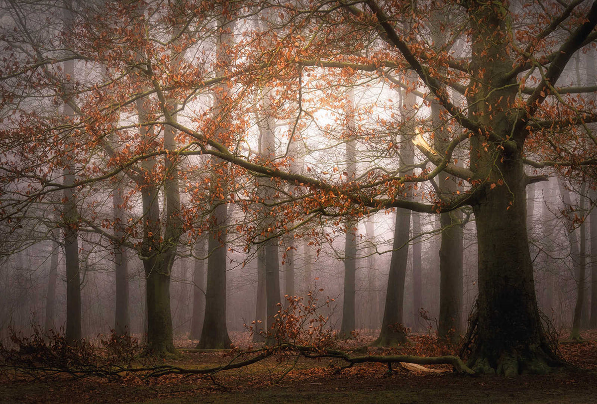 Fotomural Photo wallpaper forest in autumn - brown, orange - DD Motive 2
