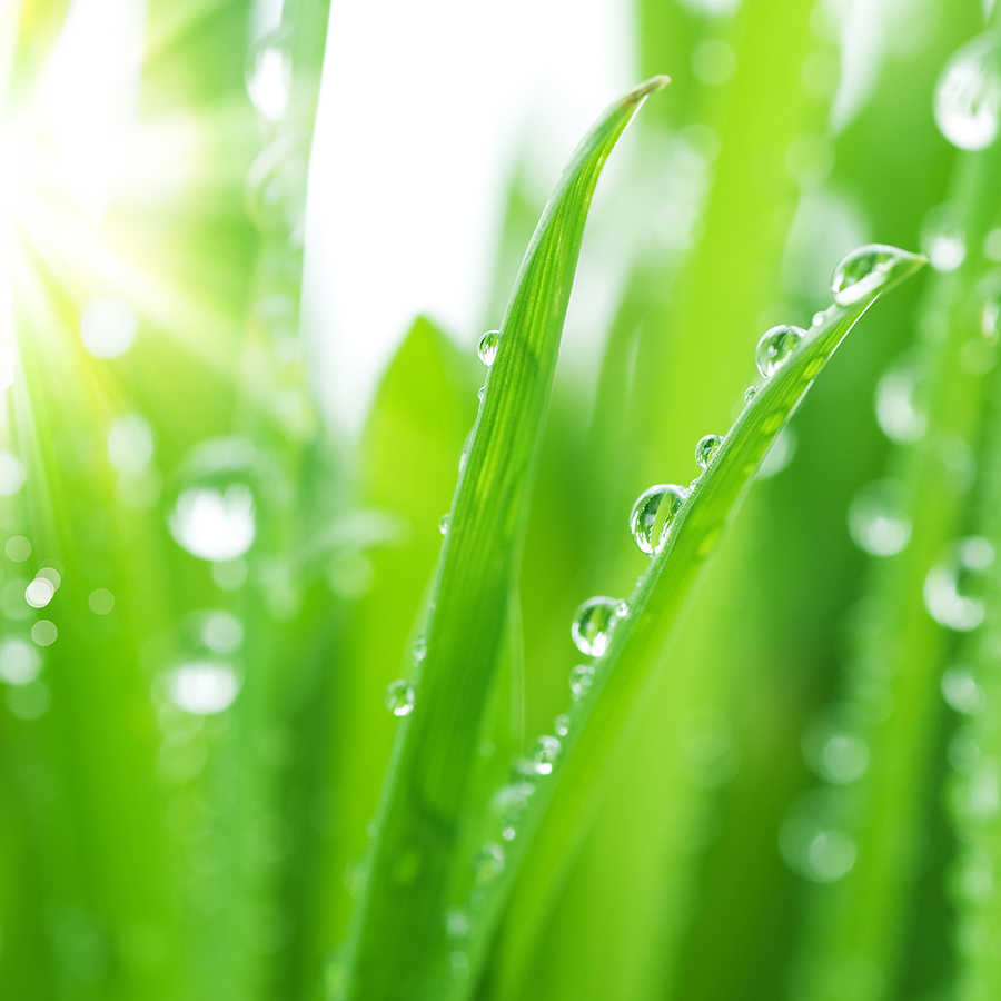 Fotomural Panel XXL 5 - Nature mural blades of grass with morning dew on premium smooth fleece
