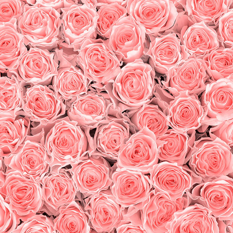 Fotomural Panel XXL 5 - Plants mural pink roses on premium smooth fleece