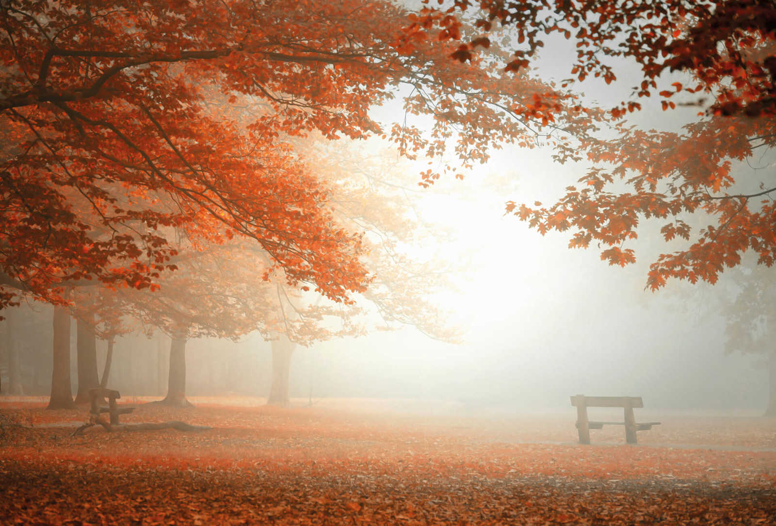 Fotomural Autumn forest in the fog mural - orange, red, brown - DD Motive 2