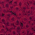 Fotomural Panel XXL 5 - Plants mural red roses on premium smooth fleece