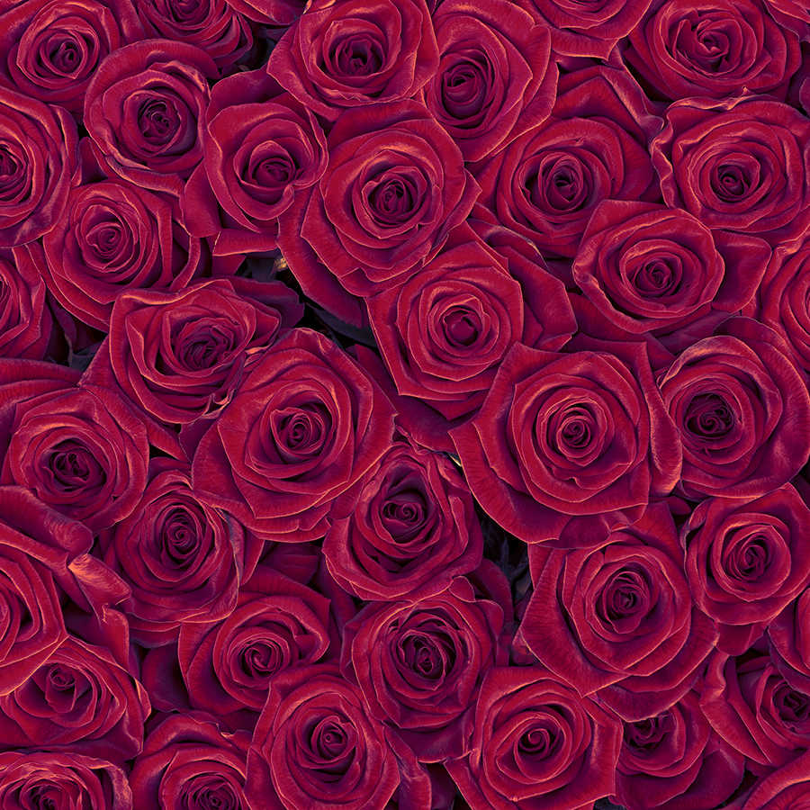 Fotomural Panel XXL 5 - Plants mural red roses on premium smooth fleece