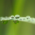 Fotomural XXL 2 - Blade Of Grass