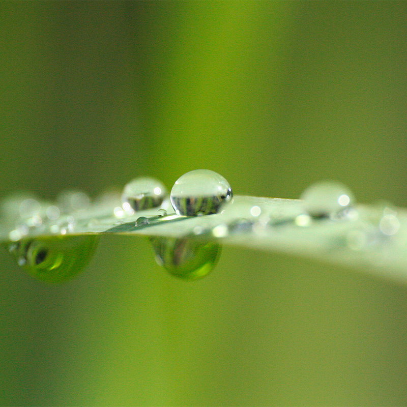 Fotomural XXL 2 - Blade Of Grass