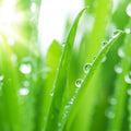 Fotomural XXL 2 - Grassindewdrop