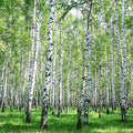 Fotomural Panel XXL 5 - Nature mural birch forest motif on premium smooth fleece