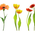 Fotomural XXL 2 - Redflowersow