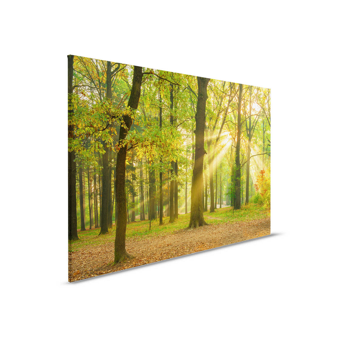Cuadro Paisaje forestal en otoño