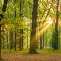 Fotomural XXL 3 - Oakforest