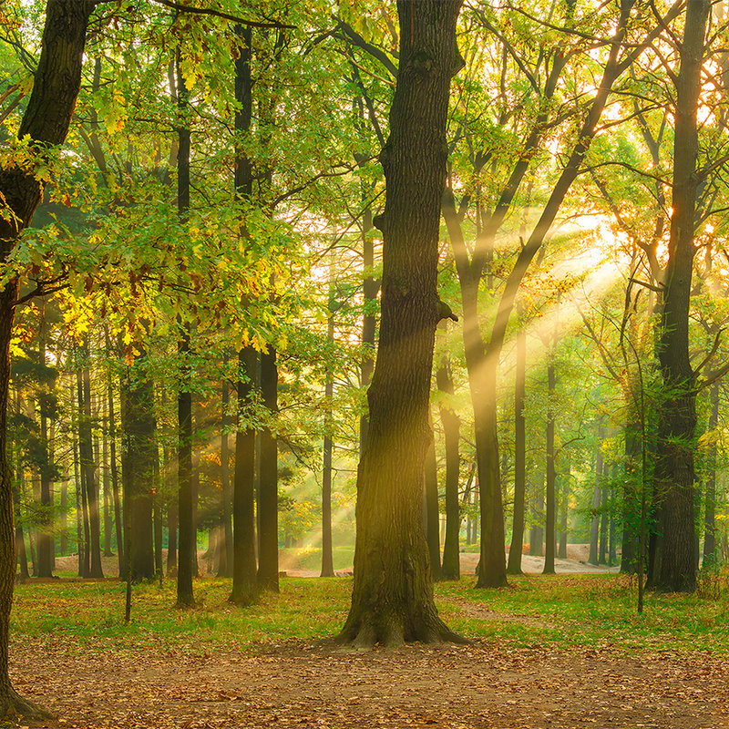 Fotomural XXL 3 - Oakforest