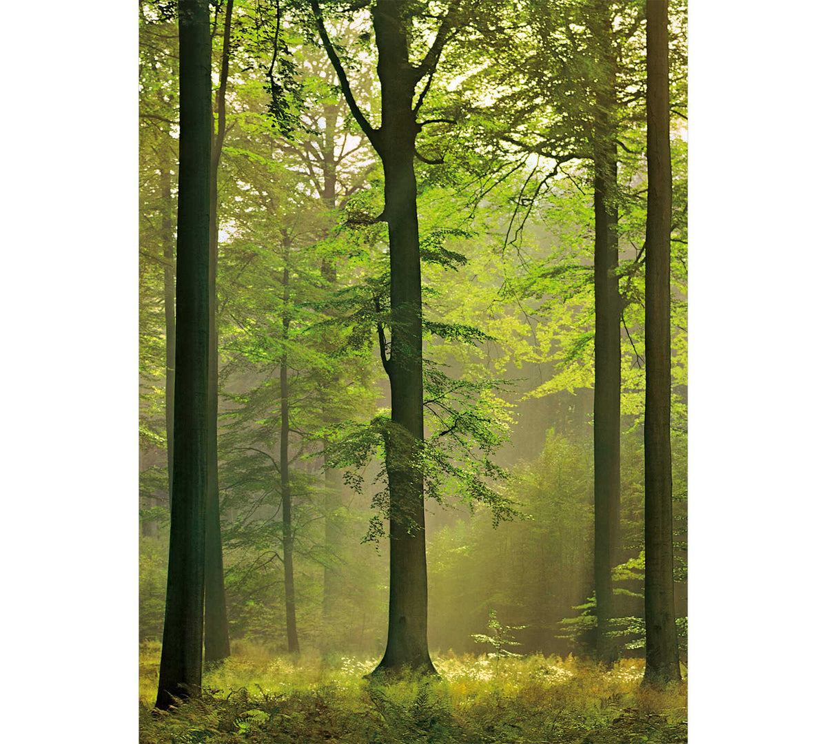 Fotomural Photo wallpaper green forest motif in portrait format - DD Motive 2