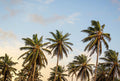 Fotomural Photo wallpaper palm trees on the beach - beige, blue, green - DD Motive 2