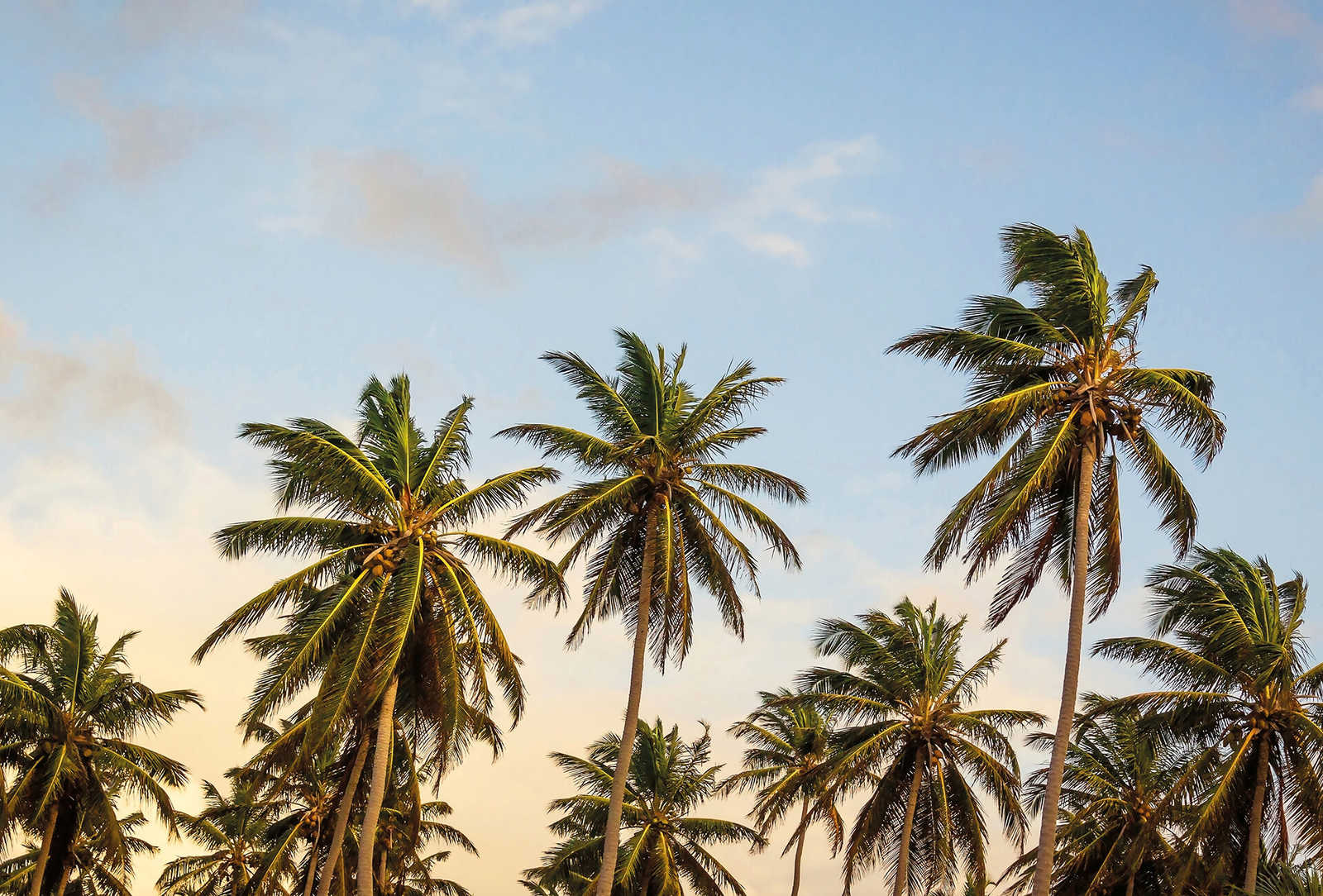 Fotomural Photo wallpaper palm trees on the beach - beige, blue, green - DD Motive 2