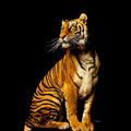 Fotomural Tiger sitting - animal portrait mural - AP Digital 1