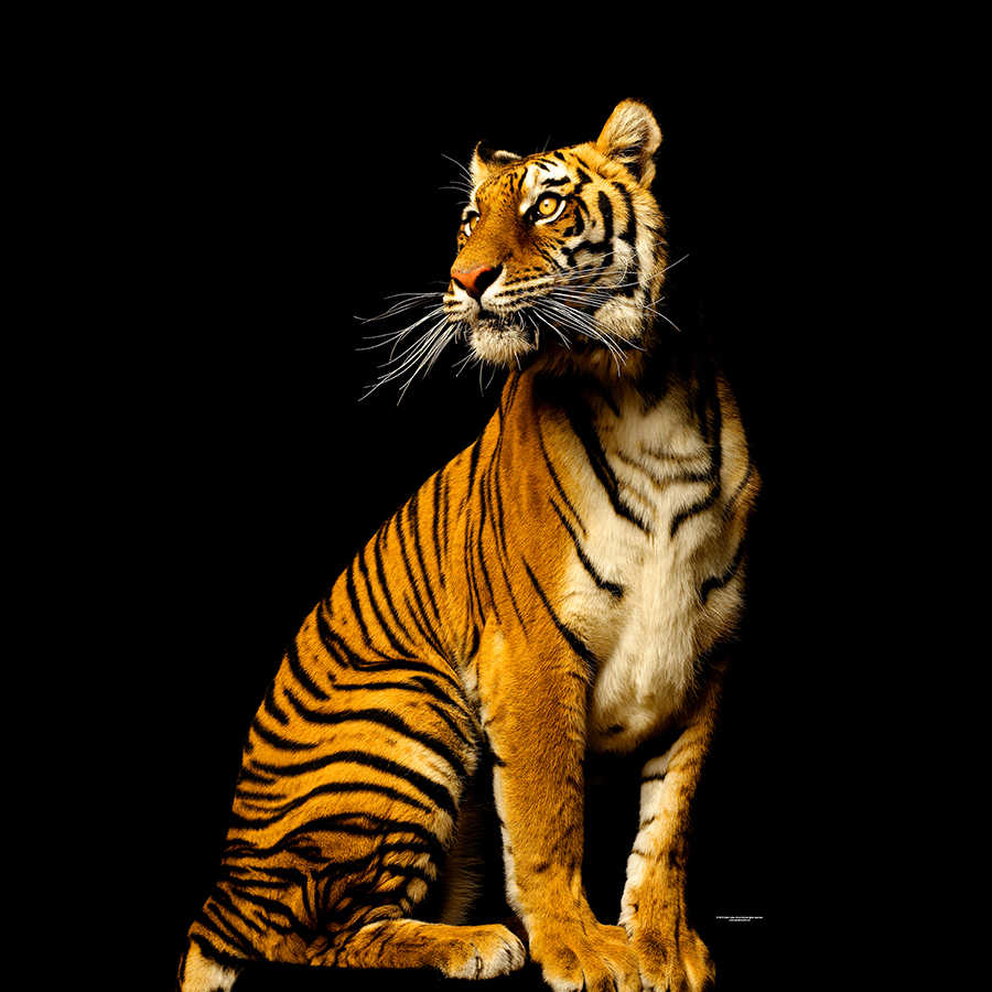 Fotomural Tiger sitting - animal portrait mural - AP Digital 1