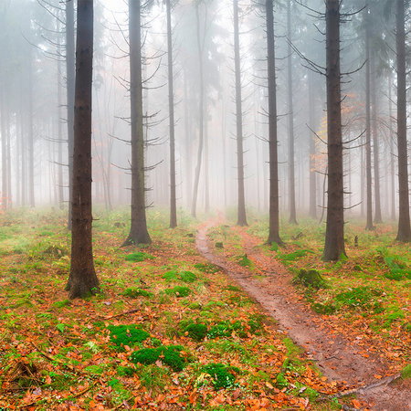 Fotomural Forest mural spruces in the fog & hiking trail - AP Digital 3