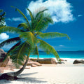 Fotomural Panel XXL 5 - Beach mural palm tree with blue sea on premium smooth vinyl