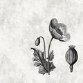 Fotomural Walls by Patel - Black and white photo wallpaper poppy flower botanical style
