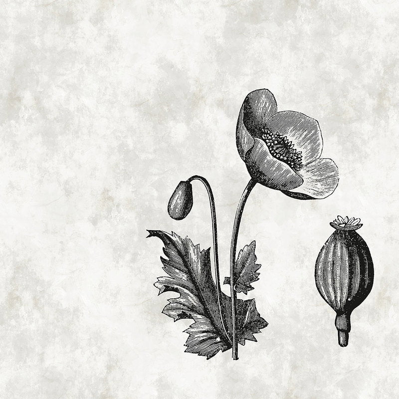 Fotomural Walls by Patel - Black and white photo wallpaper poppy flower botanical style