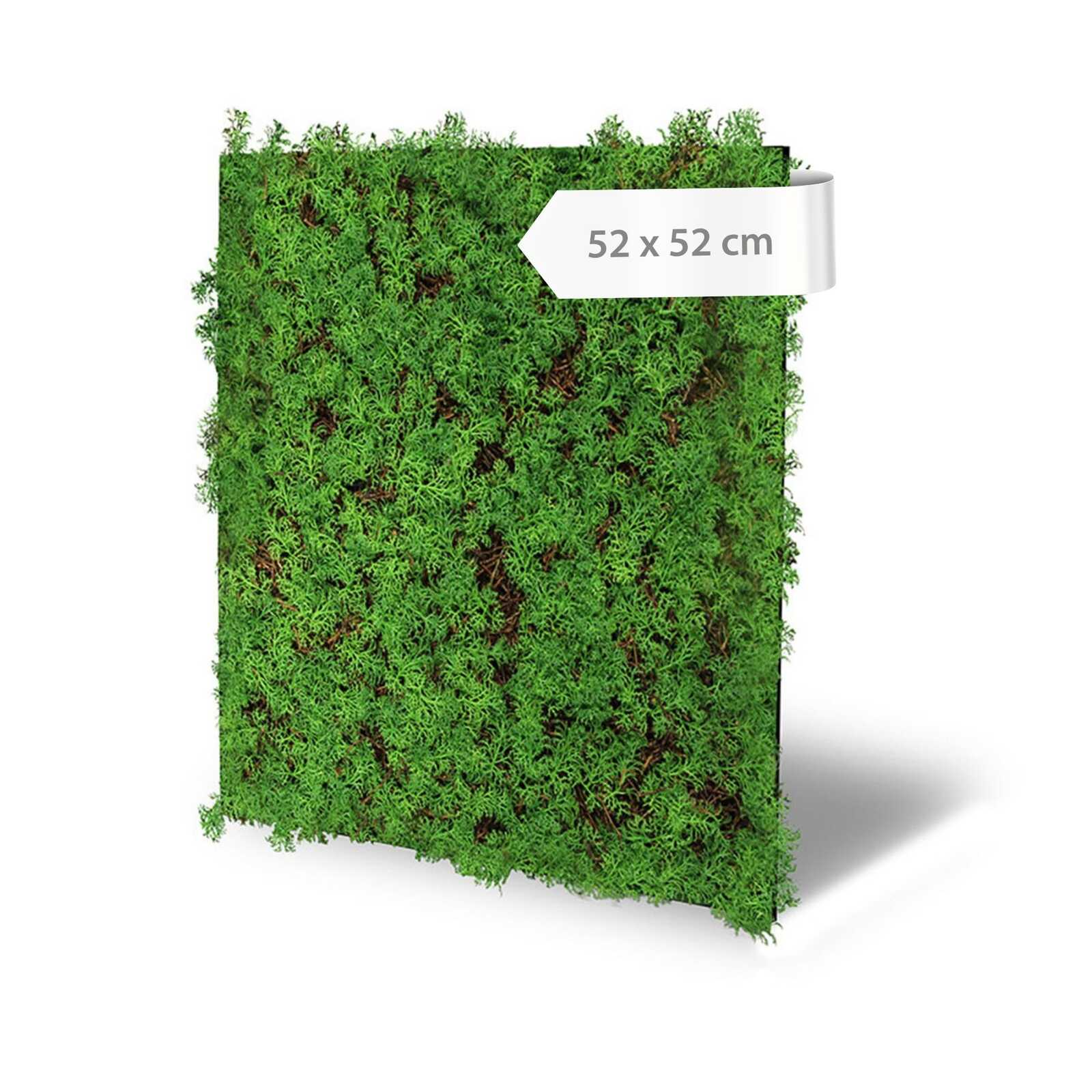 Panel Modular Wall - Thuja Tea Tree 52 x 52 x 6 cm (13668-0) - Imagen 6