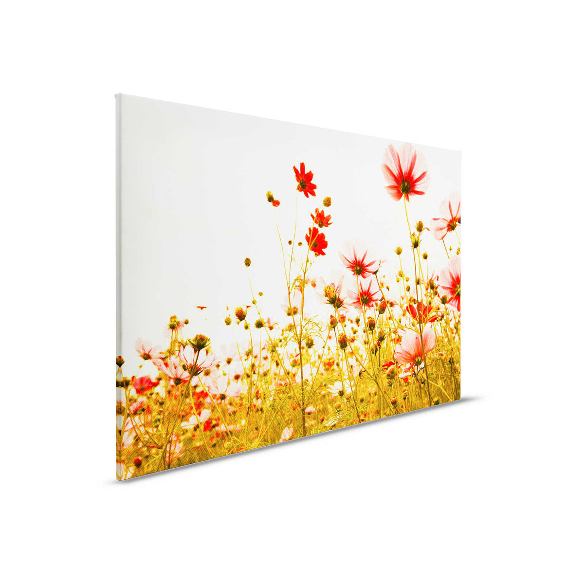 Lienzo con prado de flores en primavera | verde, rosa, blanco