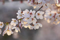 Fotomural Cherry blossoms mural - white, pink, brown - DD Motive 2