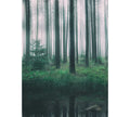 Fotomural DD Motive 2 - In The Woods