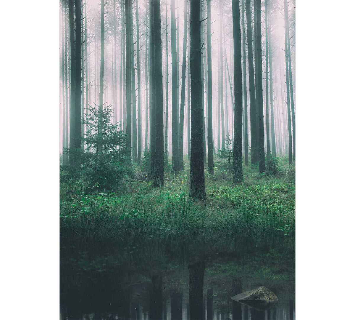 Fotomural DD Motive 2 - In The Woods