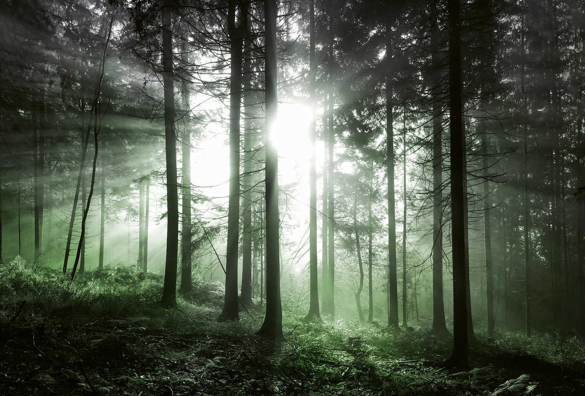 Fotomural DD Motive 2 - Sun Rays