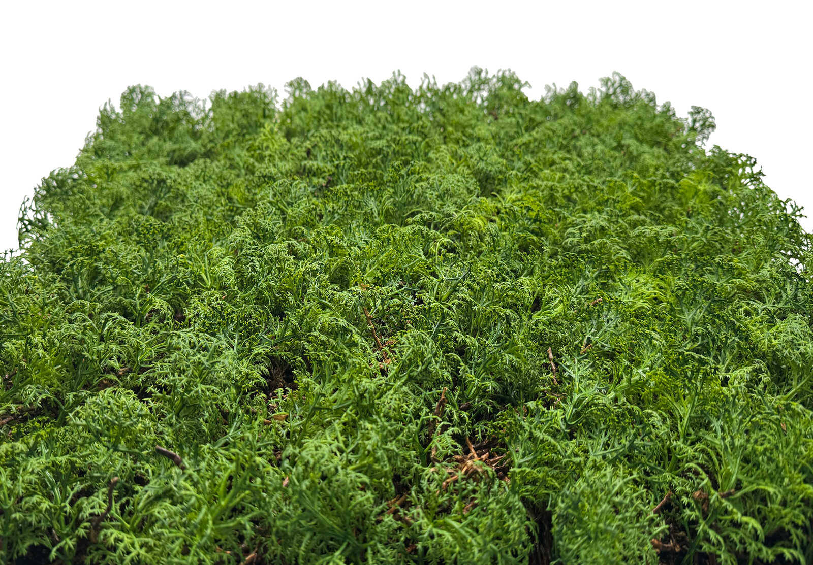 Panel Modular Wall - Thuja Tea Tree 52 x 52 x 6 cm (13668-0) - Imagen 4
