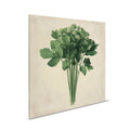 Manojo de apio fresco - Cuadro botánico sobre lienzo ideal para cocina y comedor