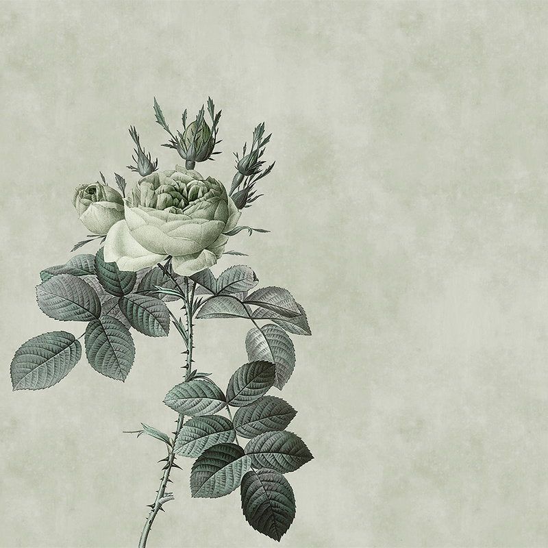 Fotomural Walls by Patel - Pastel green photo wallpaper with rose in drawing style